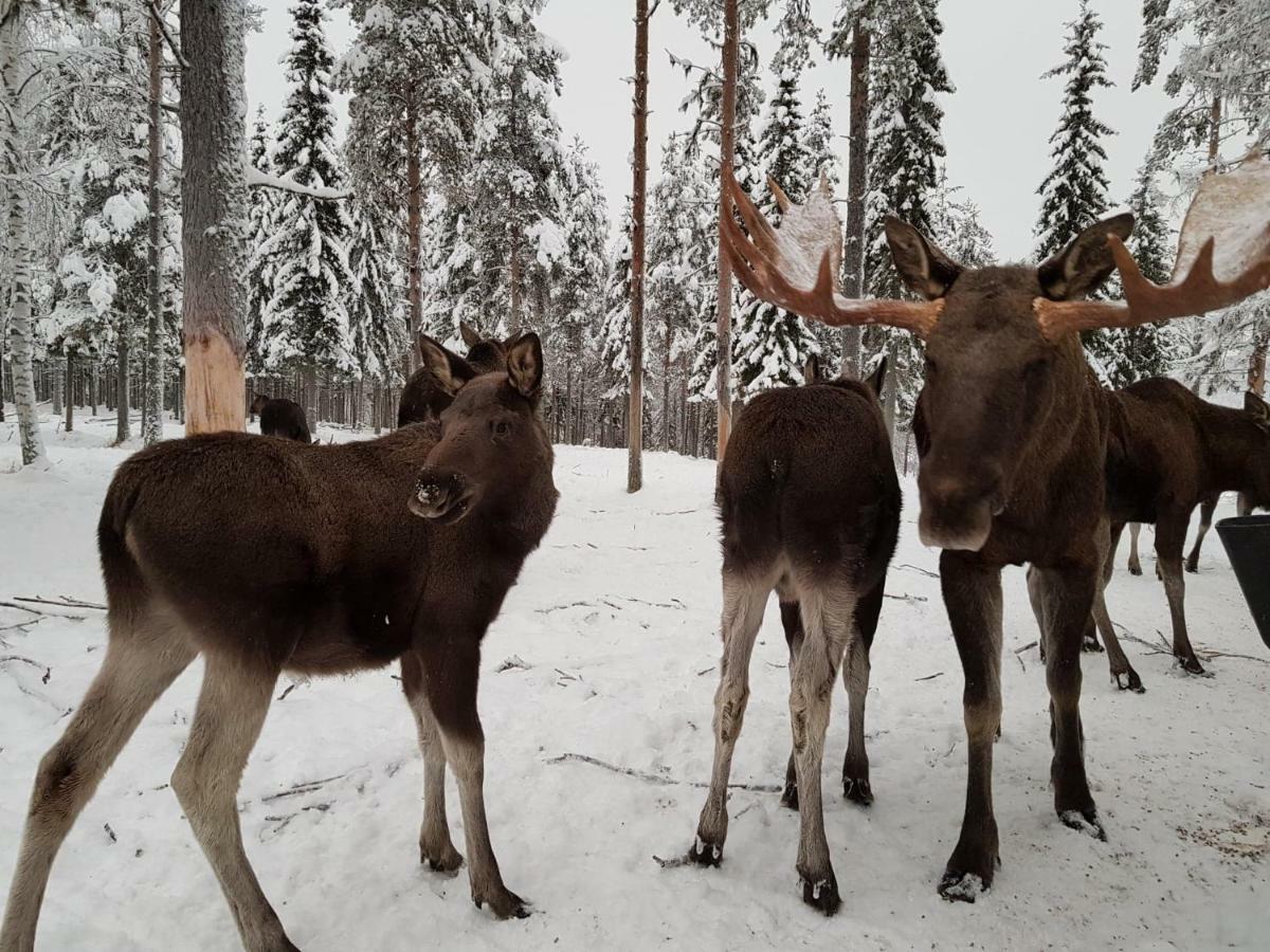 The Friendly Moose Otel Overtornea Dış mekan fotoğraf