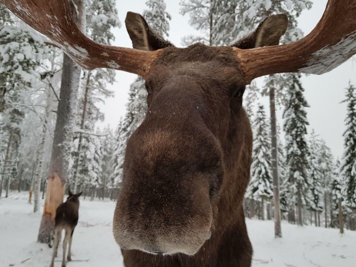 The Friendly Moose Otel Overtornea Dış mekan fotoğraf